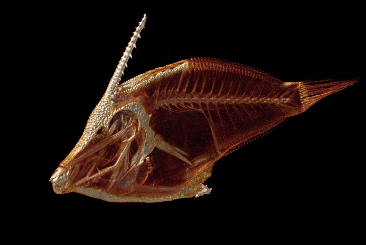 Just filefish eyecandy...#scanAllFish
osf.io/eqr6y/
@Glee4Balistidae