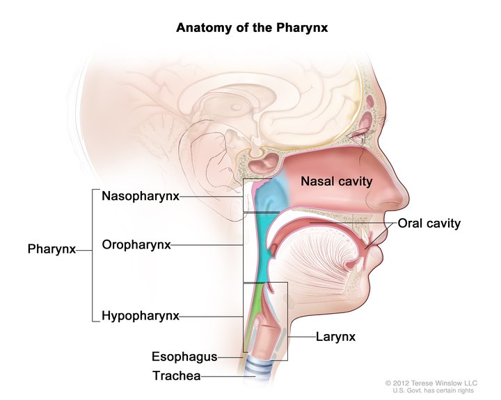 Aspects and risks in the oropharyngeal HPV infection.