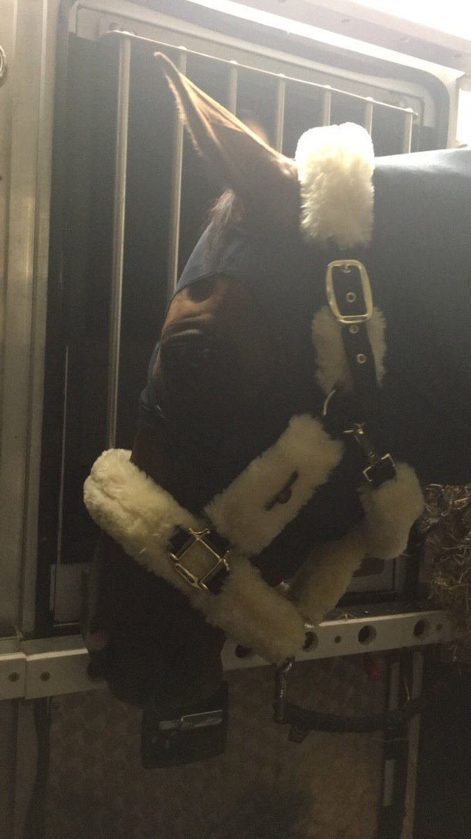 Pamero feeling very special in his new <a href="/KHWboots/">Kentucky Horsewear</a> fluffy head collar 😍