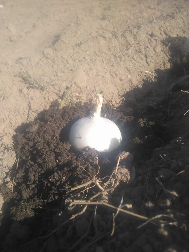 CalPastera's tweet photo. Ahir va tocar sembrar la ceba per a fer calçots.....ara a esperar i calçar fins que estiguin fets, uns 5 mesos #km0 https://t.co/CaWUbxpg4h