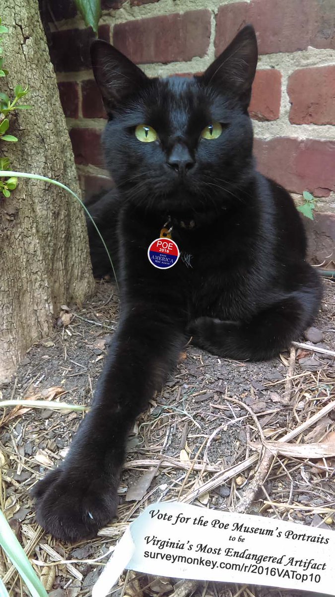 inactivepoe's tweet photo. Edgar the #PoeMuseumCat wants you to #VotePoe for VA's Most Endangered Artifact: https://t.co/GPC56IAavI #VAtop10 https://t.co/FZrj3rrKRb
