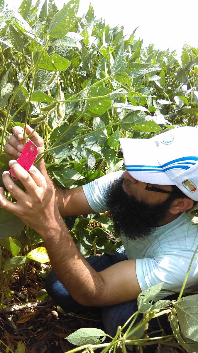 Pods counting at Southeast soybean FACTS plots. <a href="/ArchontoulisLab/">ArchontoulisLab</a> <a href="/Iowastate_FACTS/">IowaState_FACTS</a>