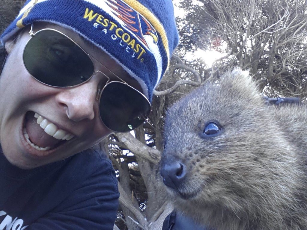 JillyMGilly's tweet photo. @Nigella_Lawson you will love Rotto my daughter was there yesterday these cute critters are quokkas only on Rotto! https://t.co/GjpiInhBEW