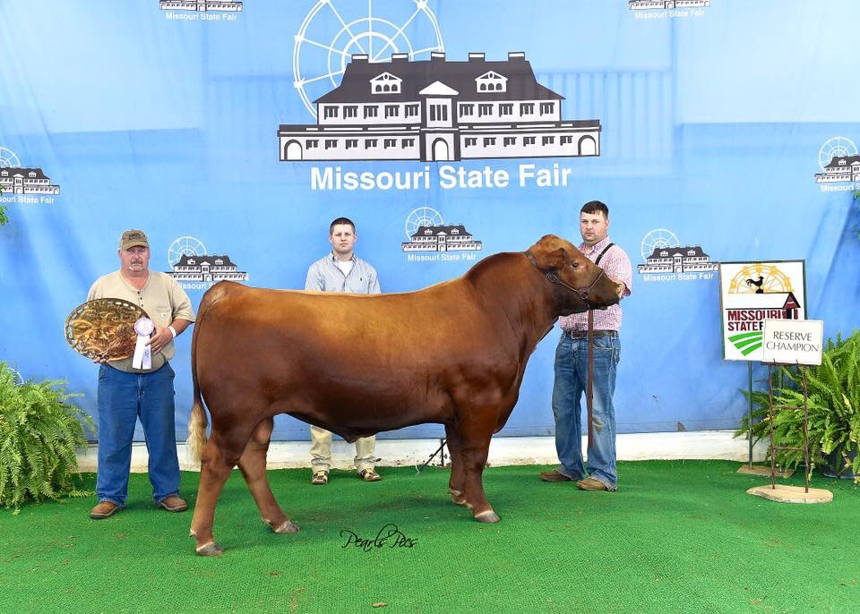 LacysRedAngus's tweet photo. We enjoyed being a part of the '16 Missouri State Fair Red Angus Show.  Thanks to the winners &amp; all who participated https://t.co/ZlNRa1ZDw0