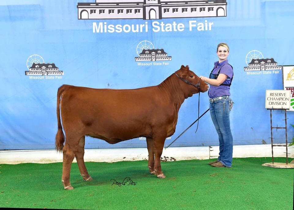 LacysRedAngus's tweet photo. We enjoyed being a part of the '16 Missouri State Fair Red Angus Show.  Thanks to the winners &amp; all who participated https://t.co/ZlNRa1ZDw0