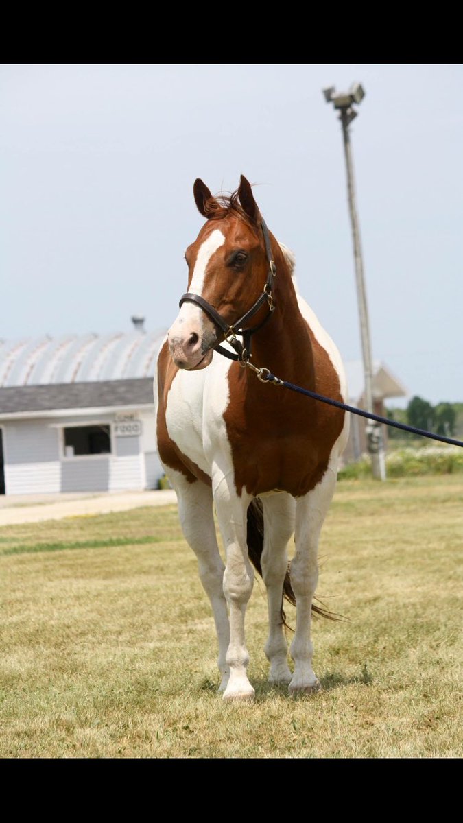 meglowedown's tweet image. Hunt Club Derby with this guy on Sat. #EquestrianJumping #sitdeep #pleasedontkillme #huntclub