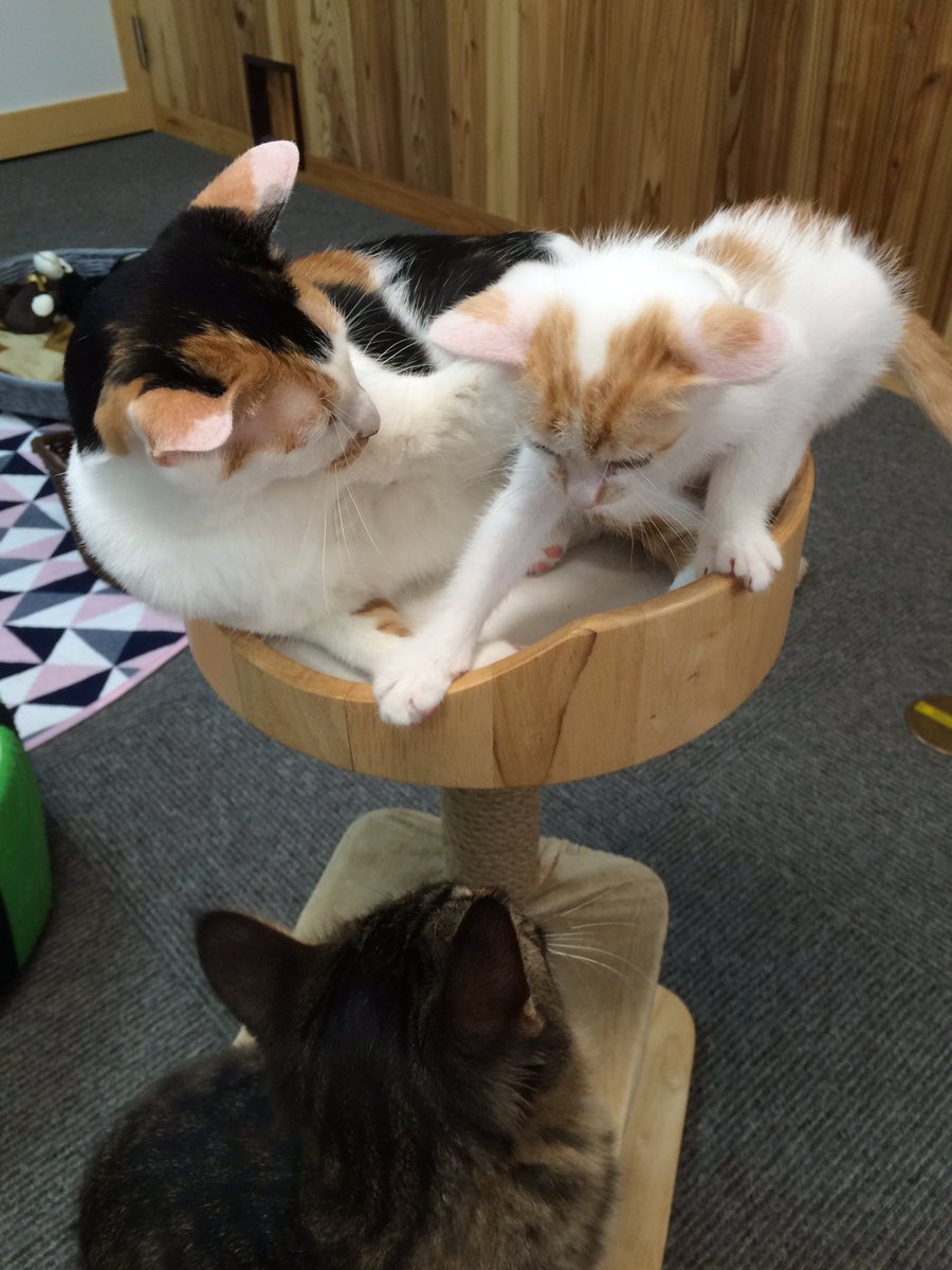 會津めごねこ 重大発表 なんと 會津めごねこに 新しい仲間が加わります 名前は 安兵衛 やすべえ くん 詳細まだ未定ですが 9月中にデビュー予定です 元気なやんちゃボーイです 笑 会津 めごねこ 猫カフェ 會津めごねこ 重大発表 なんと 會津めごねこに 新しい仲間が加わります 名前は 安兵衛 やすべえ くん 詳細まだ未定ですが 9月中にデビュー予定です 元気なやんちゃボーイです 笑 会津 めごねこ 猫カフェ
