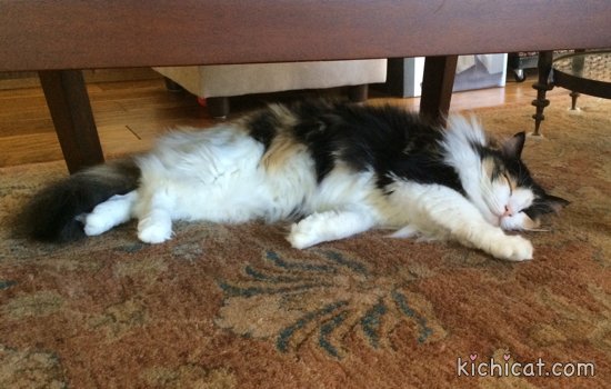 KichitheCat tweet picture