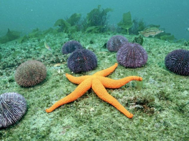 Estrella de mar | Fotos, características, reproducción y curiosidades animalesmascotas.com/estrella-de-ma…