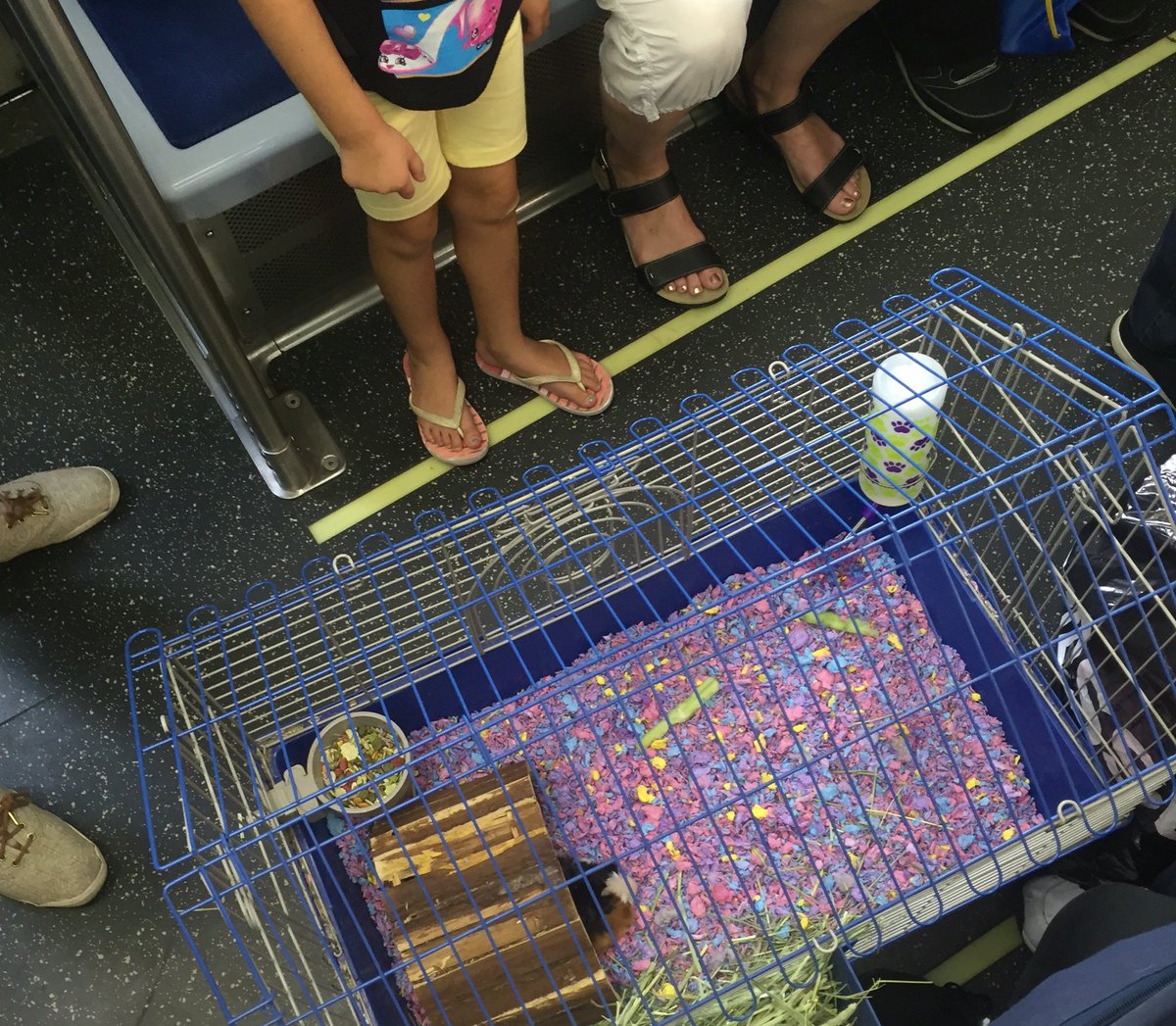 CTAFails's tweet photo. RT @Brandi__H: Omg. Someone brought their guinea pig in the cage on the train during rush hour. @CTAFails https://t.co/a5fmegBQmV