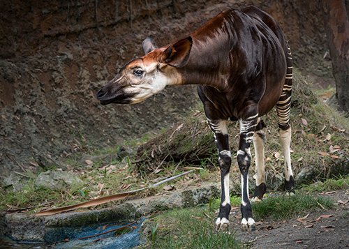 LAZoo's tweet photo. #OkapiLove at the #LAZoo https://t.co/1Ht8qOmJ5H