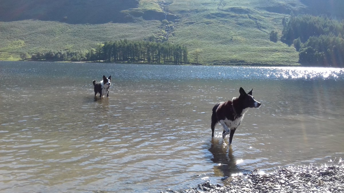 CassieBob2's tweet photo. We had a great time splashing around in Buttermere in the Lake District last week #ADogsLife @BCTGB @dogcelebration https://t.co/zxw8viYyph