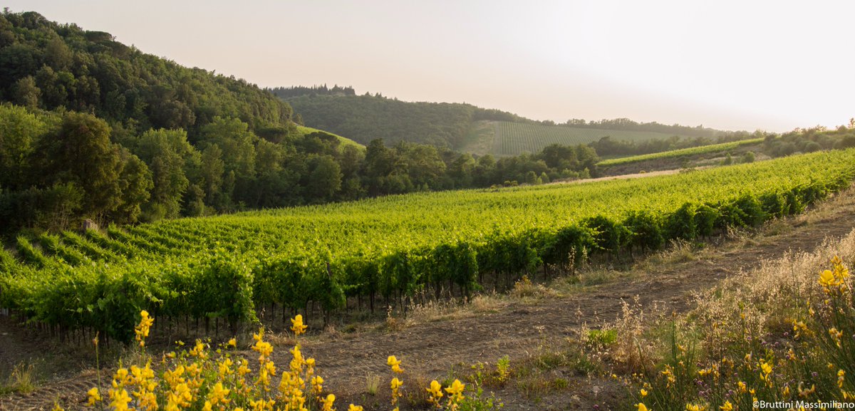poggioliviera's tweet photo. #Tuscany #vineyard #wine #Chianti #chianticlassico #poggiodelloliviera #Siena https://t.co/RhOdhW1Jyc
