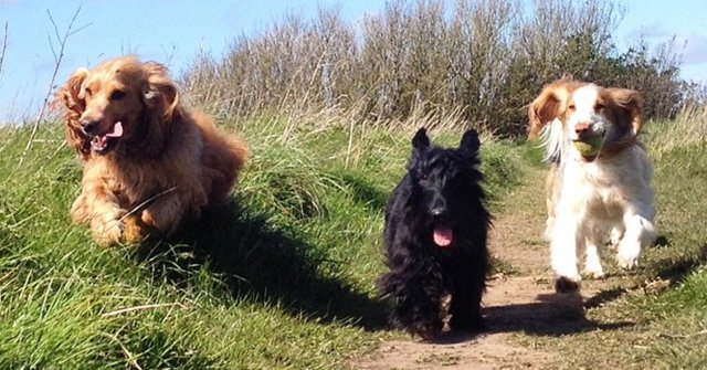 pawedin's tweet photo. Do dogs really live in a pack structure? What's you thoughts? https://t.co/ifsvHQ5abm