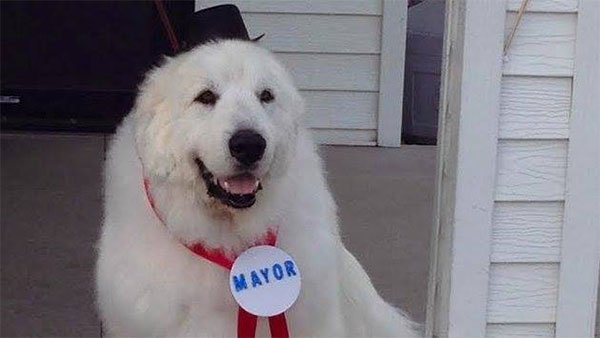 ABC7Chicago's tweet photo. Dog wins third mayoral term in Minnesota town: https://t.co/Z57DTunhL6 https://t.co/BmlFZzfSQx