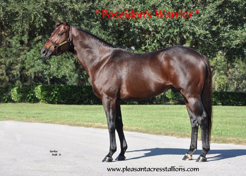 PleasantAcresSt's tweet photo. #OBSAug Weds Pleasant Acres 378, 476, 551, 598 
Find a Quality Yearling by a Hot Young Sire! https://t.co/VJwutuTy5G https://t.co/p1xiBvvEWa