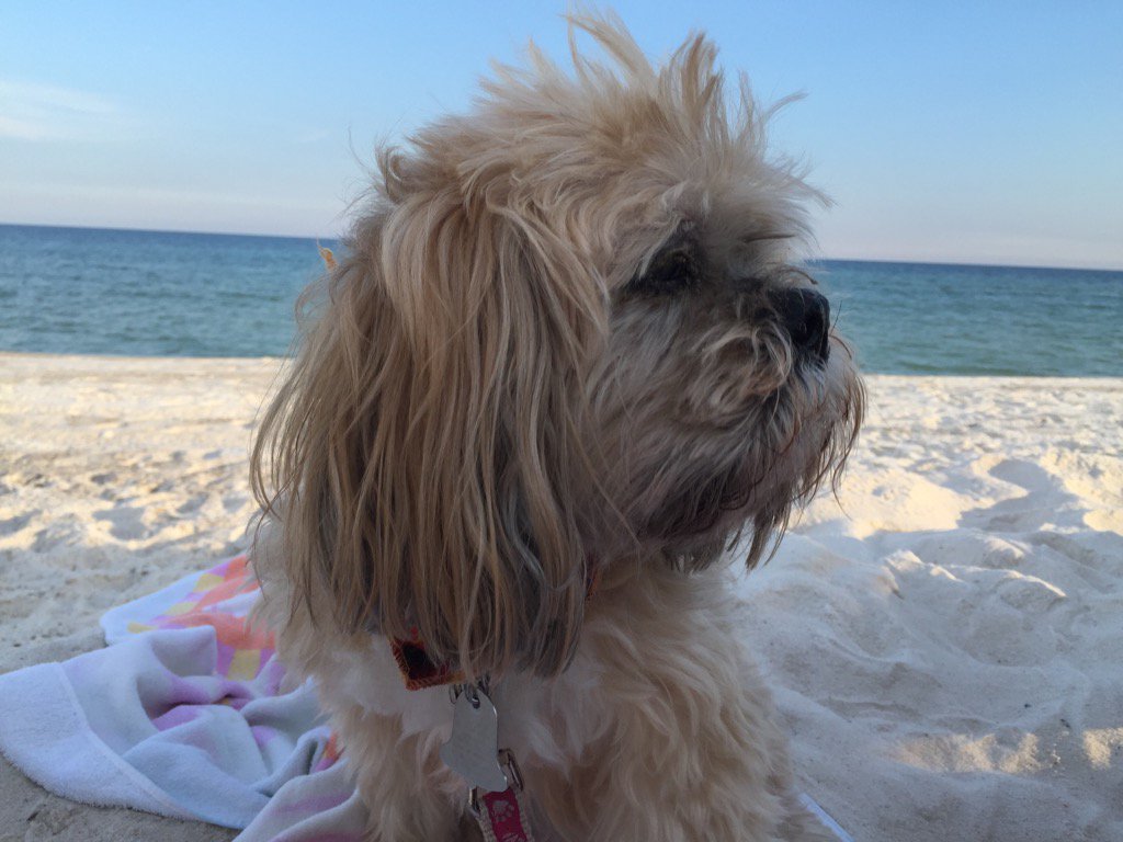 rooster034's tweet image. Maggie, working on her tan.