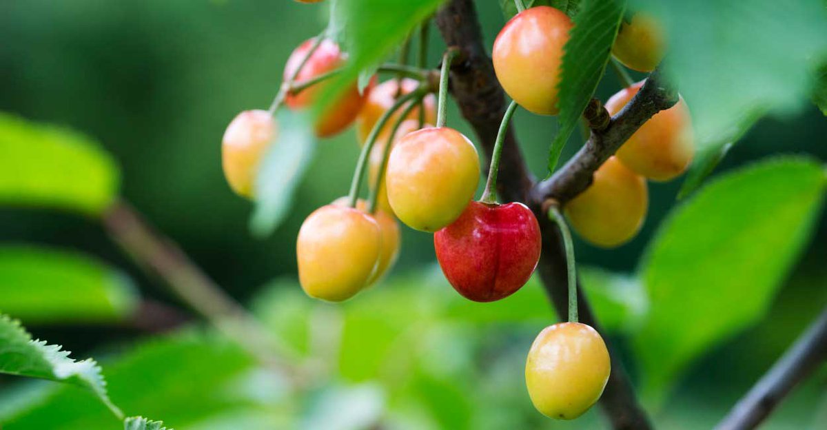 DeborahRankinRD's tweet photo. Let us eat cherries! https://t.co/Gptki3CFbP Ask Congress to end regs that waste food. #smallbusiness #cutgovernment https://t.co/c41G5rfQ64