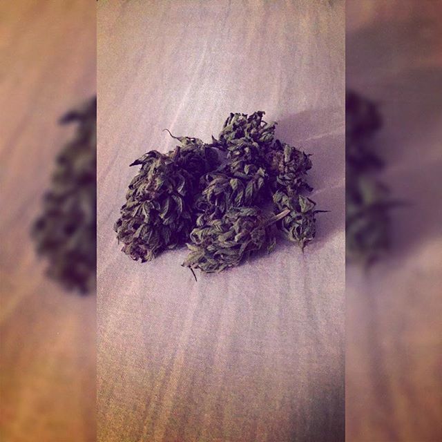 FaldoRachel's tweet photo. I love weed sometimes I forget it's illegal https://t.co/L791fT3Qzj