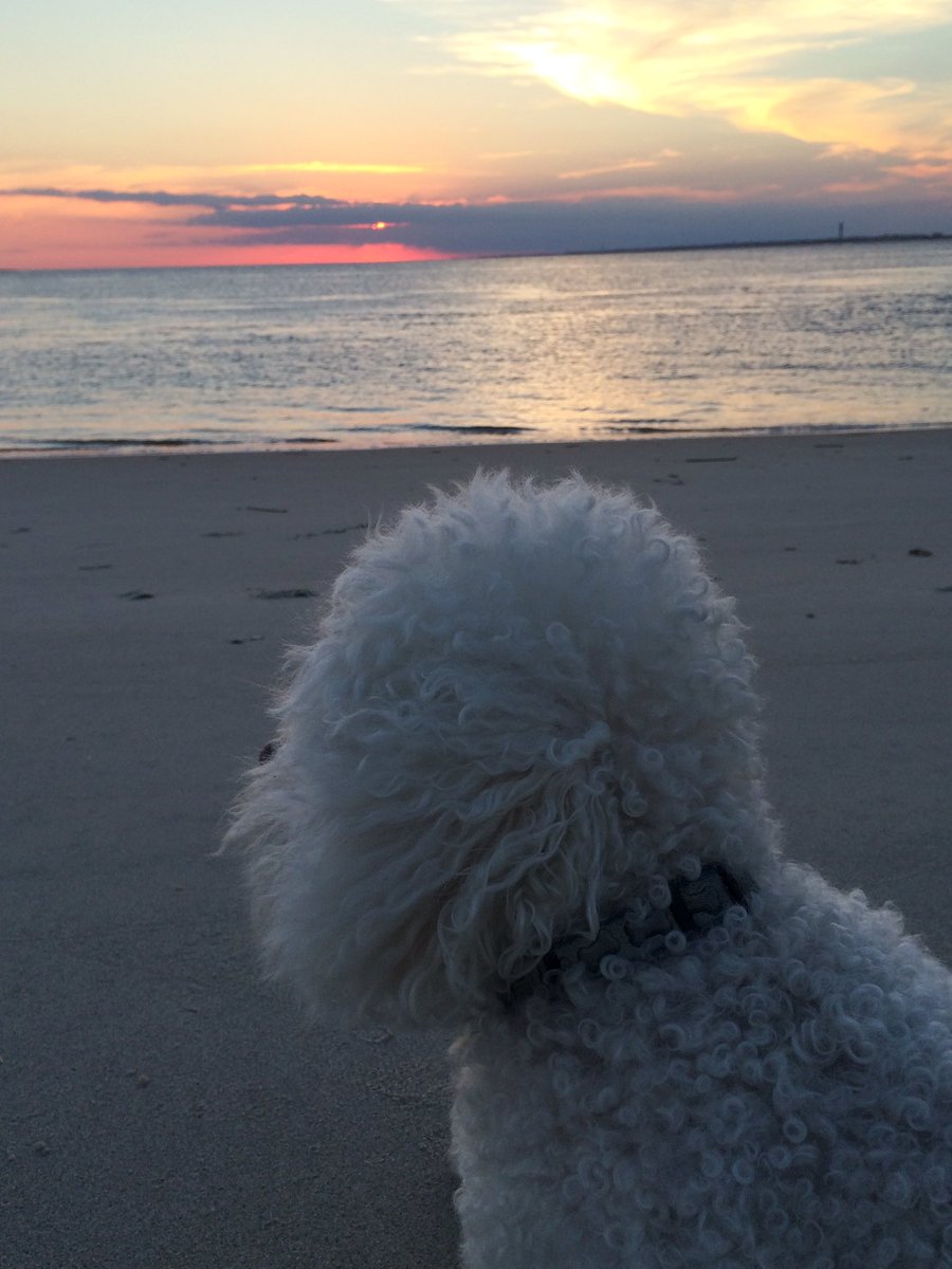 emilybatt1_'s tweet photo. she thought the sunset was pretty, but I thought she was prettier🌅 #BasicCaption https://t.co/EyQq6n6Hha