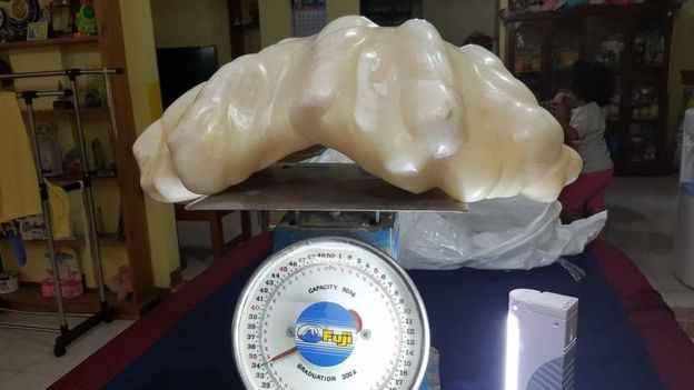 MexicoPost's tweet photo. Encuentran la perla más grande jamás hallada en Puerto Princesa, Filipinas; 70 cm de largo y 30 de ancho por #100mdd https://t.co/KJ16weJavs