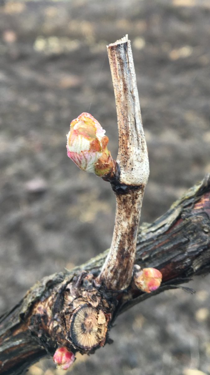 PDwines's tweet photo. The first bursts of Chardonnay https://t.co/pZCOHS5sw9
