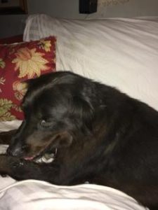TnSpca's tweet photo. What's not to love about Bear? #SPCATN https://t.co/KjQjr5Js6H