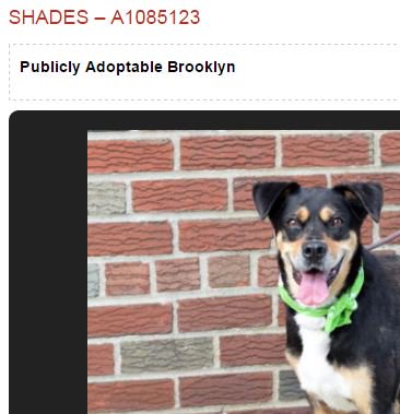 Ginny_Vee's tweet photo. save ~ SHADES ~ {tri-Lab-Rotti} -death row- Wed 8/24 #ADOPT Brooklyn NYC kill shelter https://t.co/CeKGO1YiVx https://t.co/YaZgSoj44a