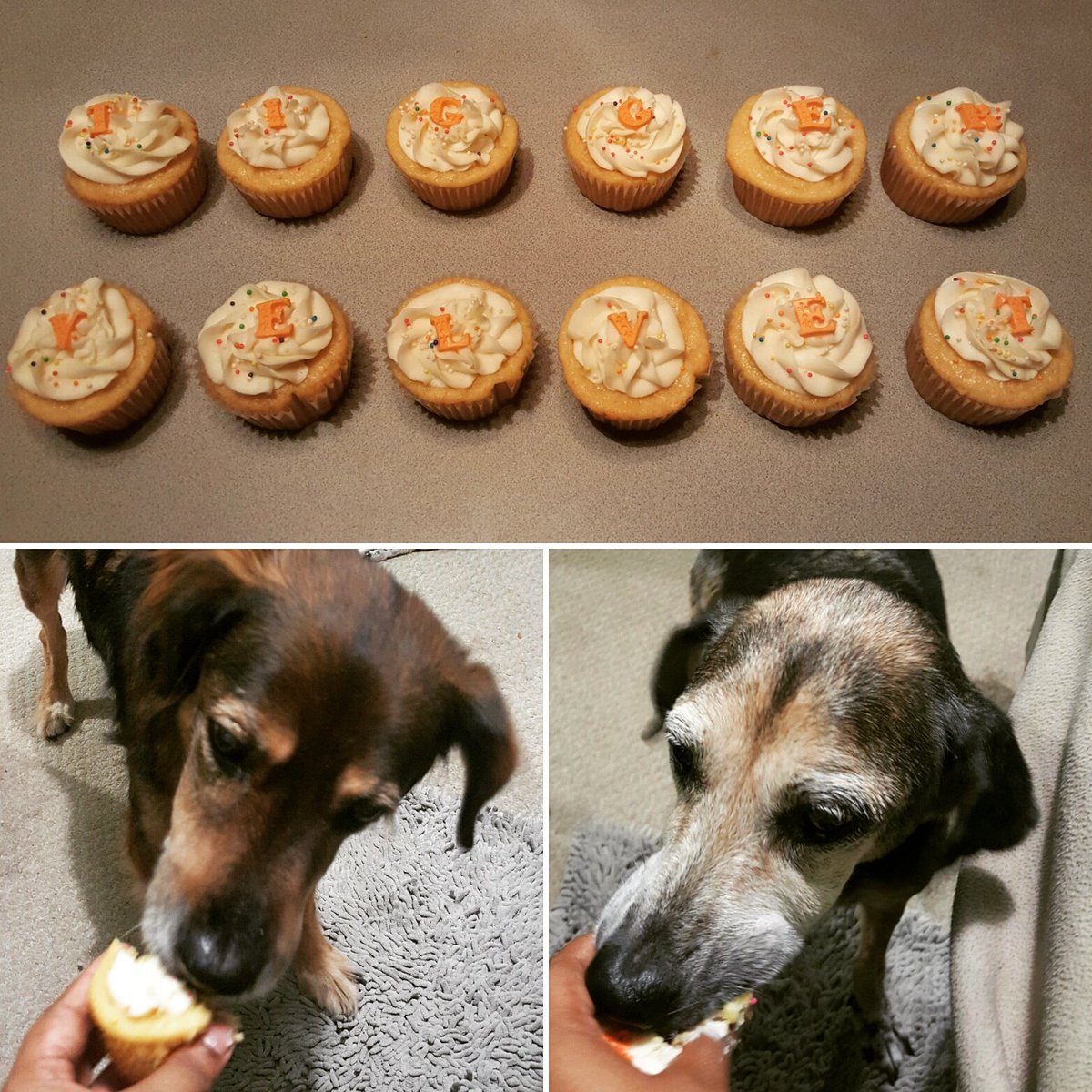 CaribbeanAccent's tweet photo. Happy 13th birthday (human years) to Tigger &amp; Velvet 😊😊😊❤❤❤😊😊😊❤❤❤ #dogsarefamily #dogsrule #pothounds #cupcakes https://t.co/5vfZKiEE2I