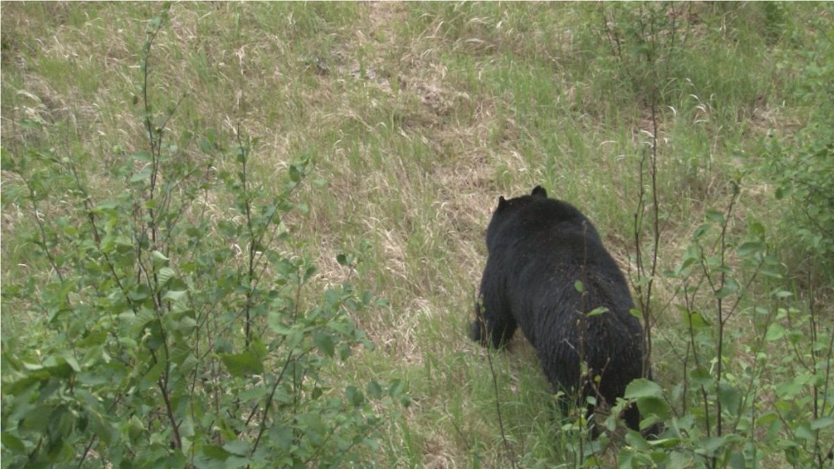 Bear hunting is on in Ontario <a href="/HuntingOntarioh/">Hunting Ontario</a> Excited to get out for the longweekend Last years bear I didn't shoot