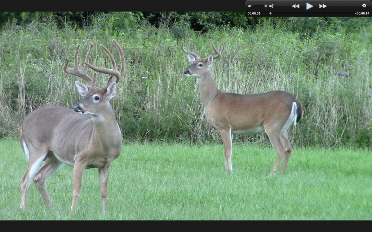 BuckBuddies's tweet photo. https://t.co/DjgU1lD31f