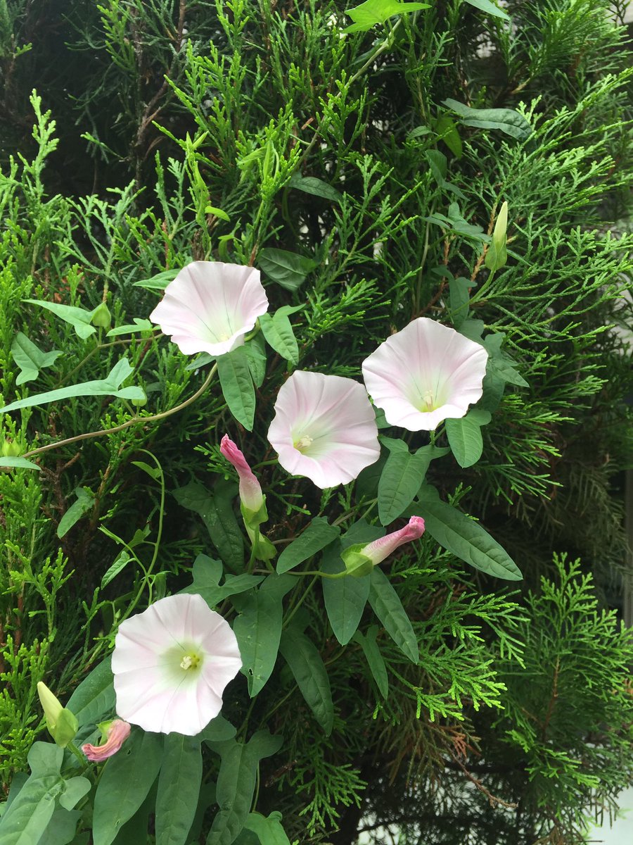 花時間 A Twitter 夏の花 ヒルガオが満開です 色づいたつぼみも かわいい Hirugao Flower Hana Pink Hanajikan Ohayomorning