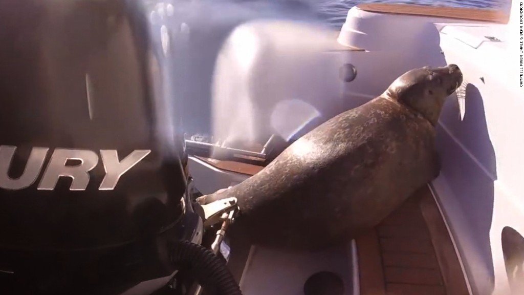 CNN's tweet photo. This seal jumped on the back of a boat and hid to avoid being eaten by killer whales https://t.co/0XwknkojB4 https://t.co/XvIq54RinU