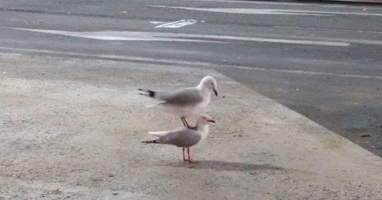 Чайки друг на друге