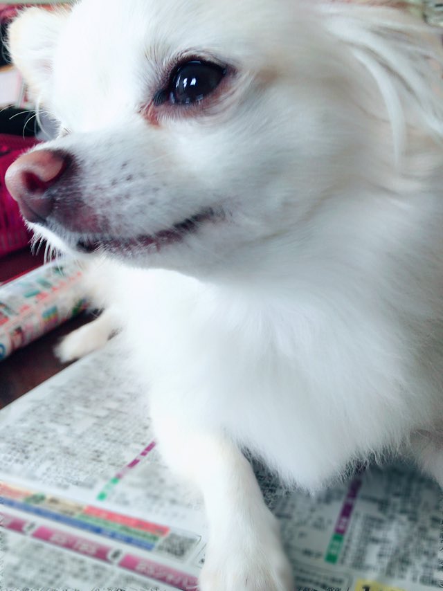 出っ歯花ちゃん Chiwawahanachan Twitter 出っ歯花ちゃん Chiwawahanachan Twitter