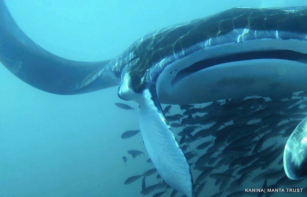 Dive into Isla Mujeres' waters in this exciting new blog from our Caribbean #manta project! mantatrust.org/diving-into-ou…
