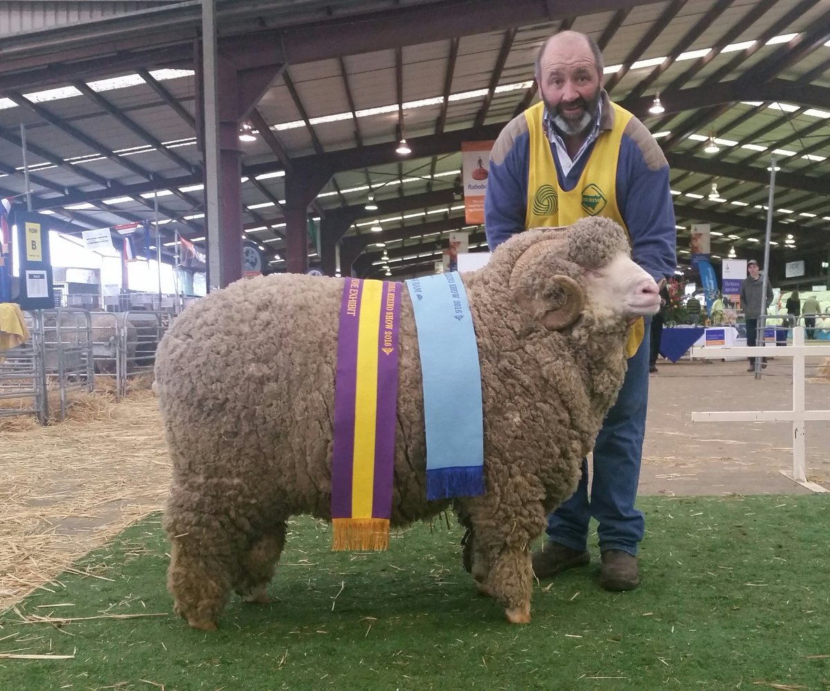 struanp's tweet photo. Supreme Exhibit of the @RabobankAU National #Merino Sheep Show to the Conrayn Merino Stud, NSW. https://t.co/SuOfWyv3aI