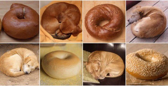 Dog or Bagel?