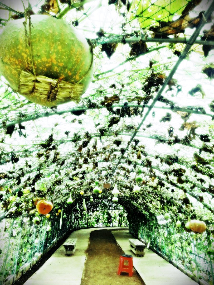 잘 익어가는 열매들을 보니 생각나는 말씀들이 있습니다.
곧 수확의 시간입니다.
눅 3:9 이미 도끼가 나무 뿌리에 놓였으니 좋은 열매 맺지 아니하는 나무마다 찍혀 불에 던져지리라