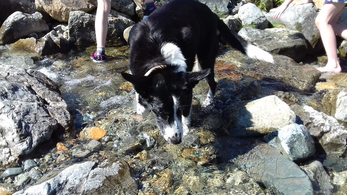 CassieBob2's tweet photo. More splashing about at Buttermere, Lake District @BCTGB @dogcelebration #ADogsLife https://t.co/RbcRwfvm52