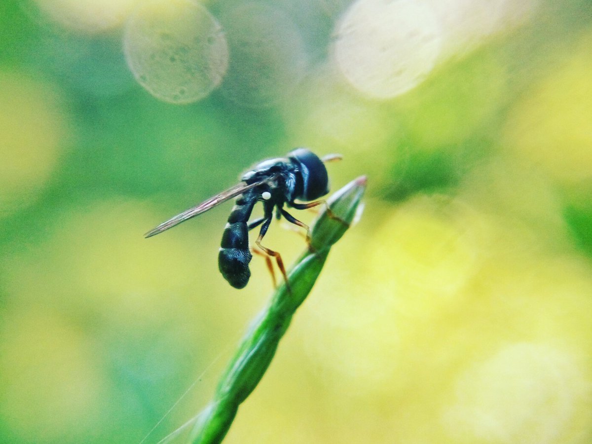 masbe07's tweet photo. Serangga #insect #photography #phonegraphy #mobilephotography #macro #macrophotography #coferone #xiaomiphotography https://t.co/8geddzhJPU