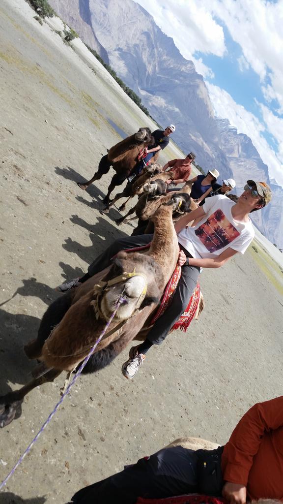 CranLadakh2016's tweet photo. We managed to squeeze in a quick camel ride before we went off on our trek. Most were glad it was only 15 mins! https://t.co/fwmbtJUXaM