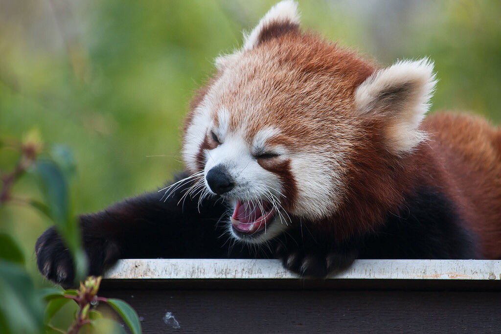 Bliver til grill Vag Red Panda on Twitter: "*angry yawn* I'm not tired I swear  https://t.co/1fq6sAwxy3" / Twitter