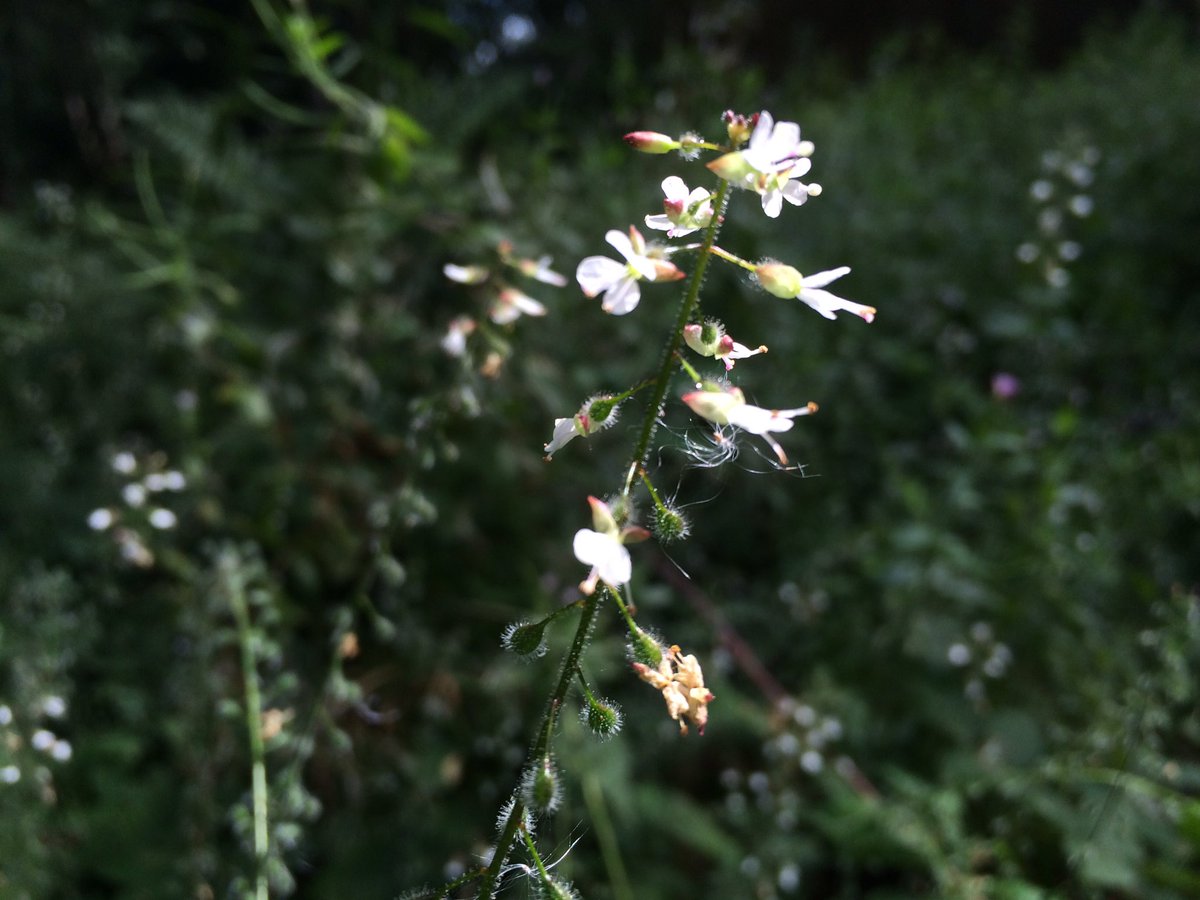 NT_RangerJacob's tweet photo. The mystically named enchanters nightshade coming out in clay ford wood! #newforest https://t.co/IMZXOOwXLT