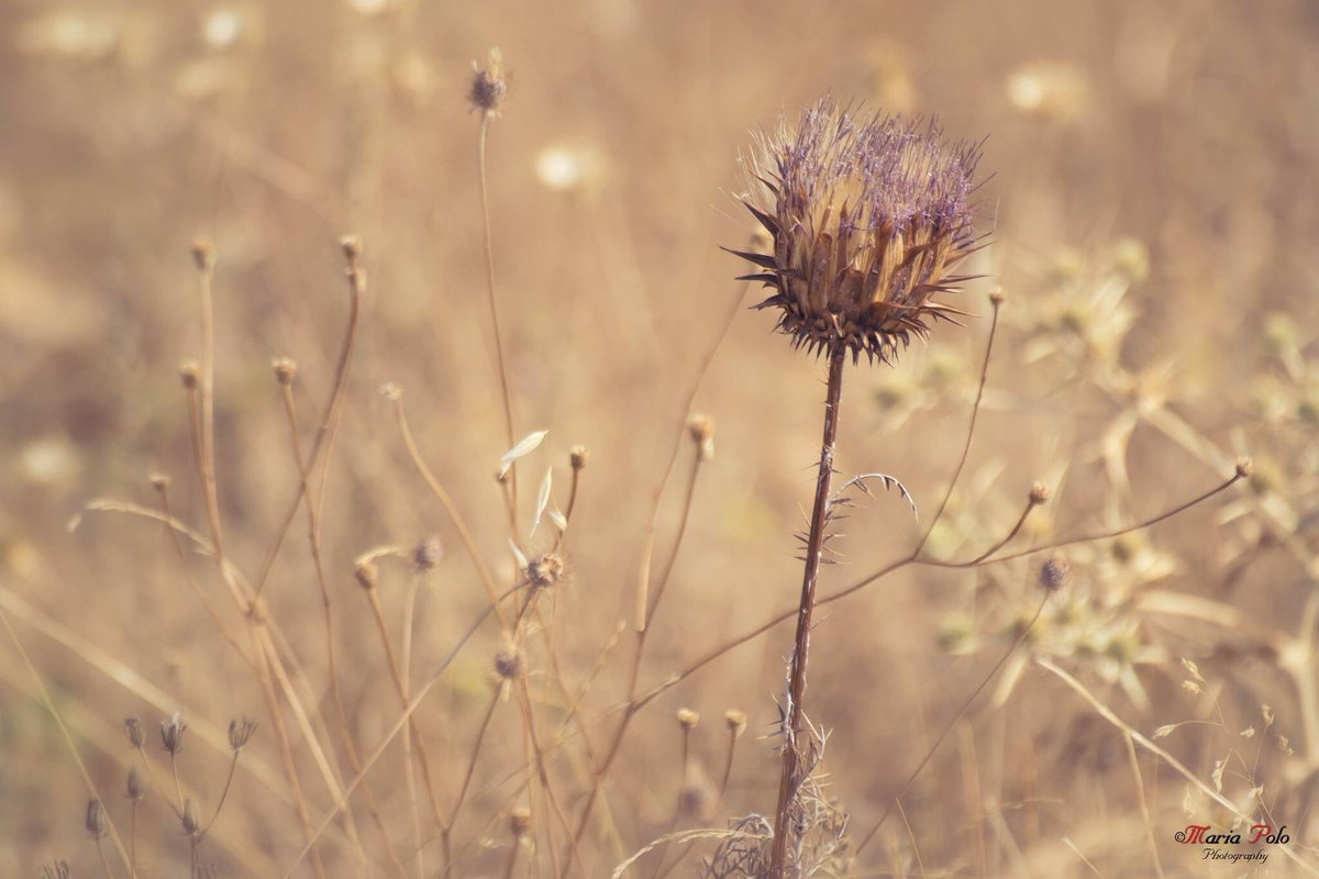 merys80's tweet image. El color del verano...
facebook.com/MariaPoloPhoto…
#Kuchifmfotos #Thephotohour
@unasfotosaldia @Extremadurismo