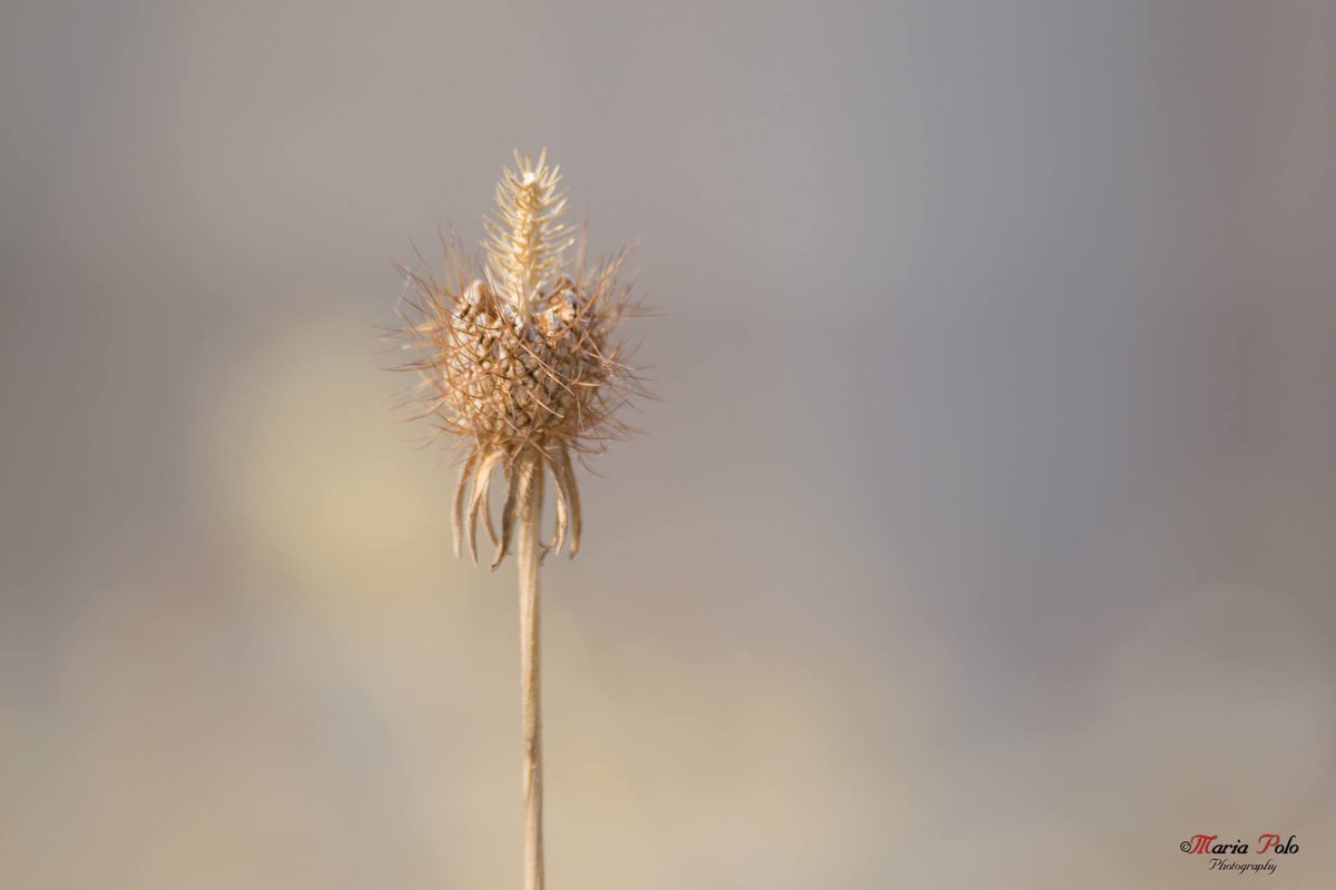 merys80's tweet image. El color del verano...
facebook.com/MariaPoloPhoto…
#Kuchifmfotos #Thephotohour
@unasfotosaldia @Extremadurismo