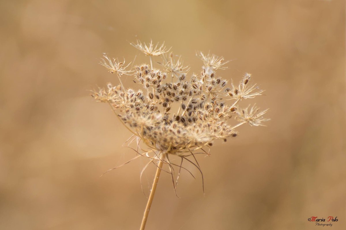 merys80's tweet image. El color del verano...
facebook.com/MariaPoloPhoto…
#Kuchifmfotos #Thephotohour
@unasfotosaldia @Extremadurismo