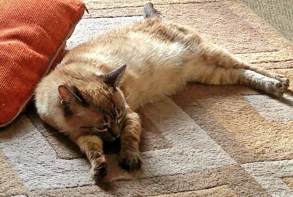 samsons_story's tweet photo. #ItsAGreatDayFor doing nothing!
#HumpDay #felineckd #fivpositiveisnotanegative #CatsOfTwitter #heatwave #CatProblems https://t.co/8ivHDZ0KPG