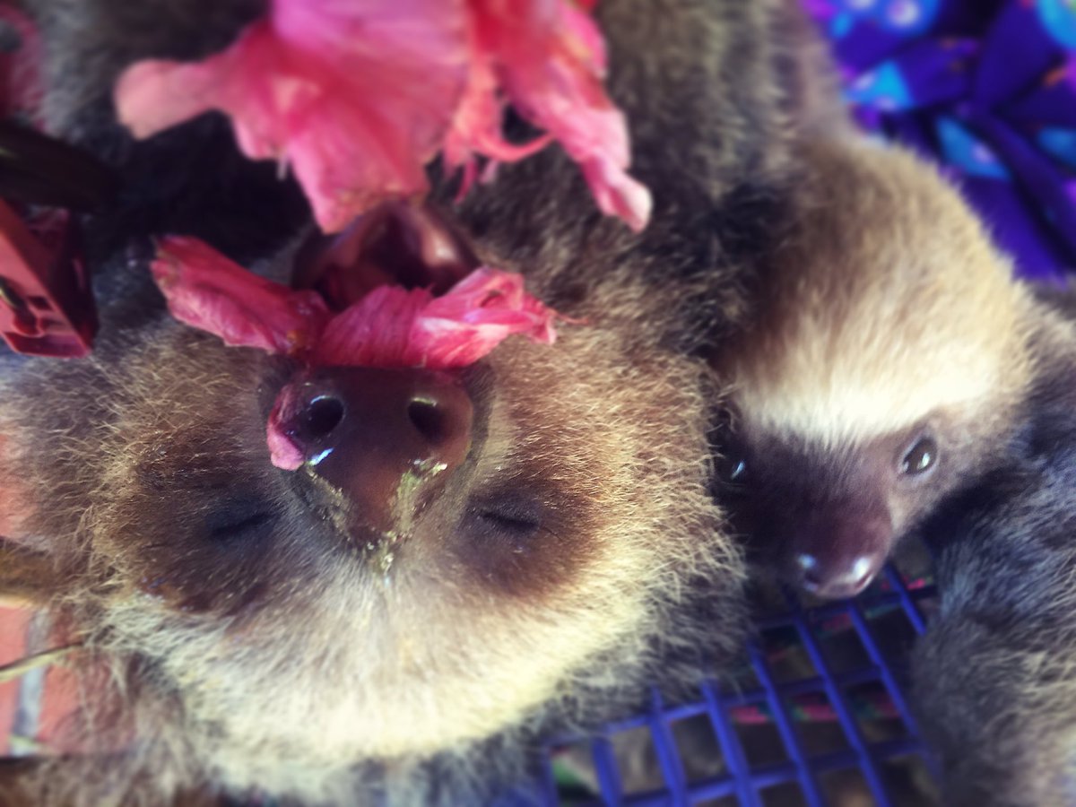 RT @Primatography: Flower power.@toucanrescueranch #slothlove #love #sloths #NotAPet