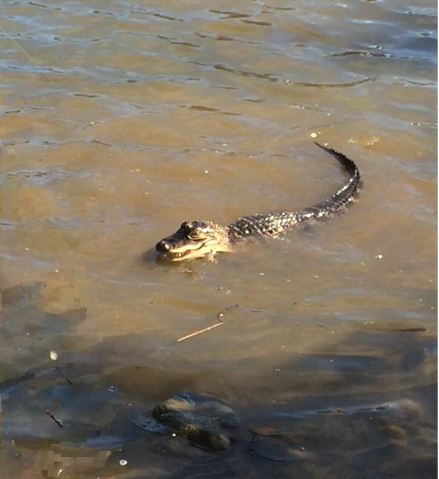 MusselDS's tweet photo. Alligator caught on the Olentangy R. near tOSU campus. @STRIVElab @Thereelbobbyd https://t.co/234eFZGfHH